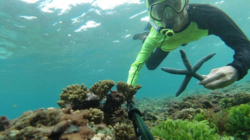 Hệ sinh thái dưới biển tại bãi Rạng rất đa dạng, và còn nguyên sơ