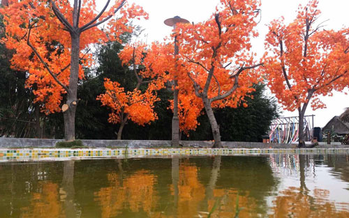 h&agrave;ng phong l&aacute; đỏ