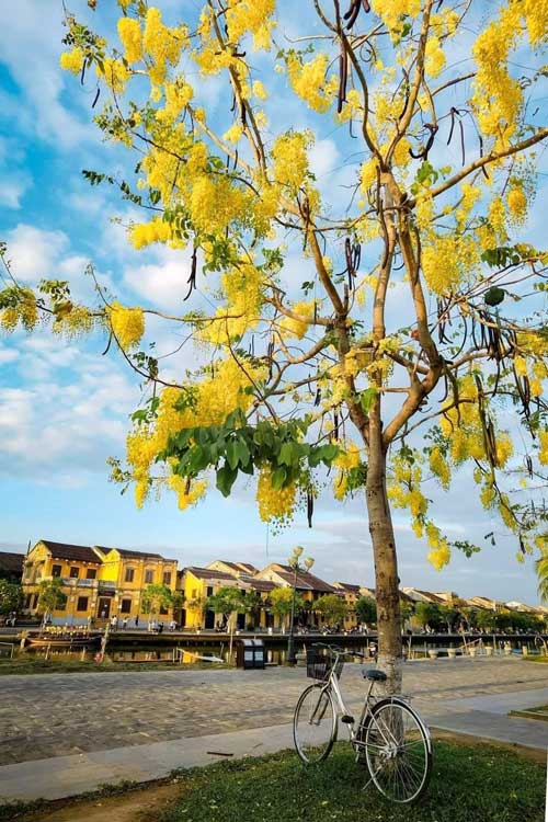hoa muông vàng osaka 2 hoa muông vàng osaka 2