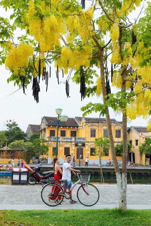 hoa muông vàng osaka 6 hoa muông vàng osaka 6