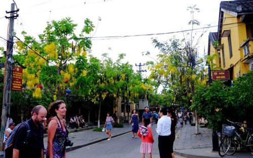 hoa muông vàng 1 hoa muông vàng 1