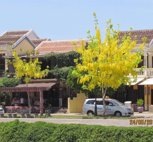 hoa muông vàng 2 hoa muông vàng 2